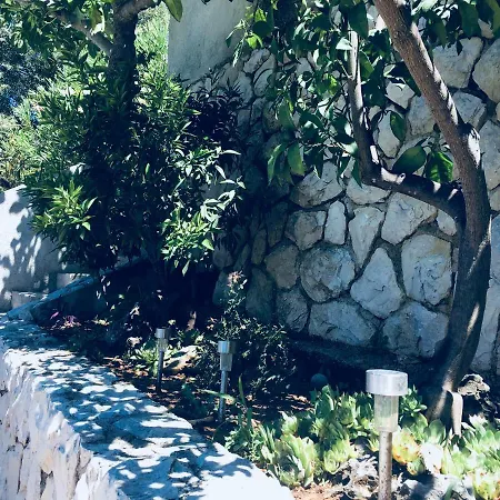 Dama 奥布罗瓦茨